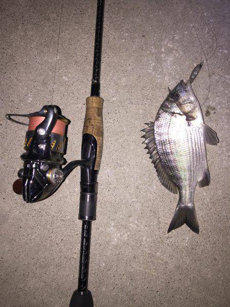 オバケタケノコ現る